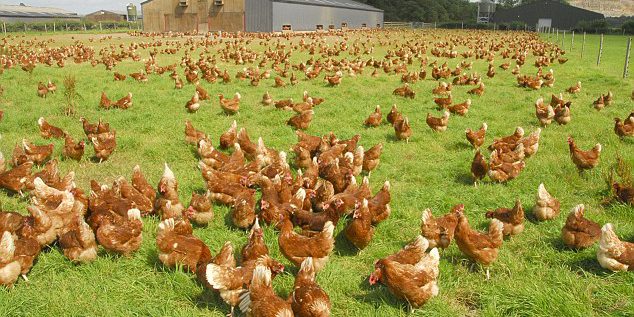 Bienestar animal para las aves de corral