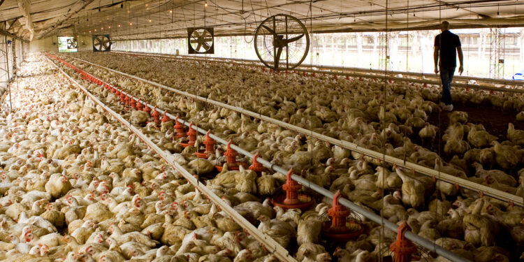 Desde el Senasa se pide a los productores avícolas informar signos de influenza aviar y Newcastle