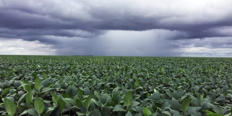 Gracias a las lluvias aumentaron los valores de cosecha estimados de soja a 45 millones de toneladas