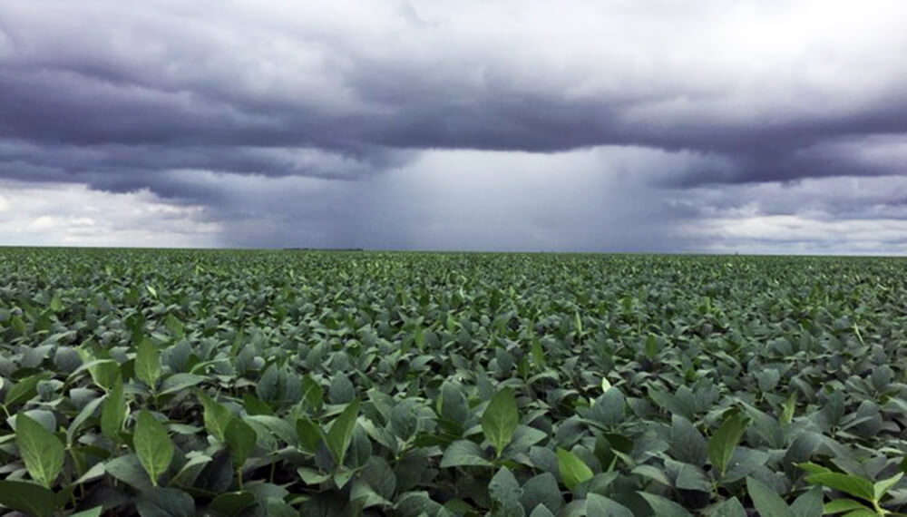Gracias a las lluvias aumentaron los valores de cosecha estimados de soja a 45 millones de toneladas
