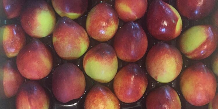 Un nuevo cultivar de nectarina fue presentado por el INTA