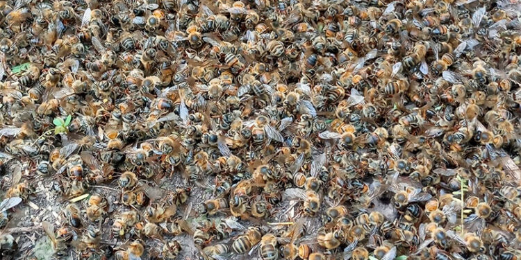 Fumigaron campos de sorgo sin previo aviso y ocasionaron la muerte de miles de abejas