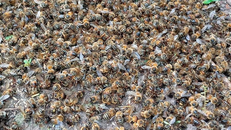 Fumigaron campos de sorgo sin previo aviso y ocasionaron la muerte de miles de abejas