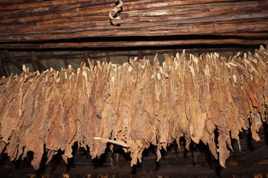 Hoy comienza el pago a productores tabacaleros afectados por el granizo y la semana que viene se cobrará la «caja verde»
