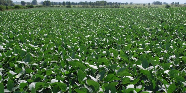 Nacen cinco nuevas variedades de soja OGM (No Modificadas Genéticamente)