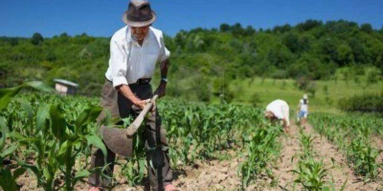 Piden que se le dé prioridad en el plan nacional de vacunación a los trabajadores rurales mayores de 60 años