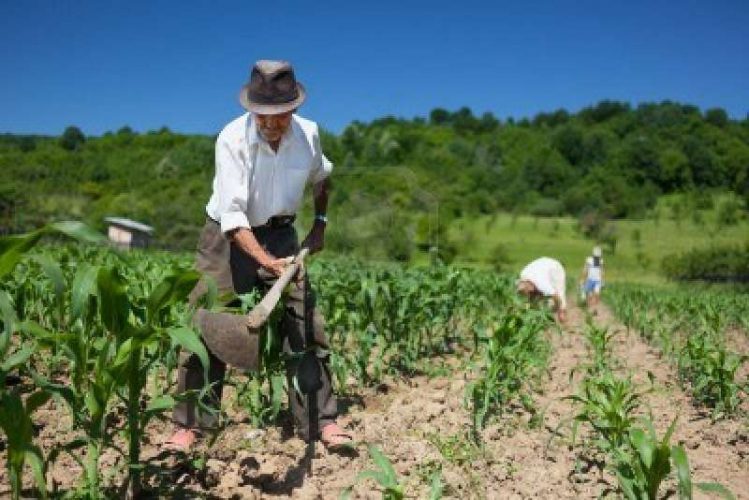 Piden que se le dé prioridad en el plan nacional de vacunación a los trabajadores rurales mayores de 60 años