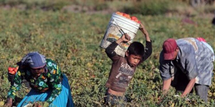 A través de un convenio se fortalecerán las acciones para erradicar la explotación laboral y el trabajo infantil en el campo