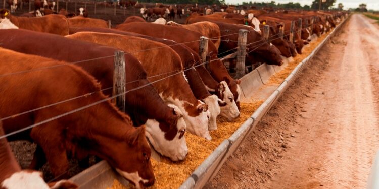 Grave situación del feedlot en Argentina y el NOA