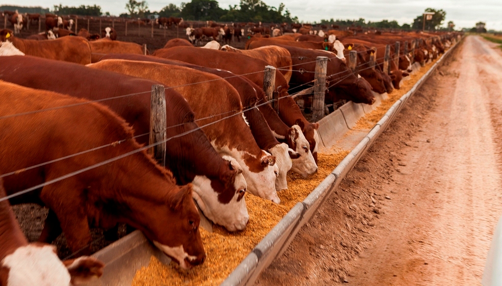 Grave situación del feedlot en Argentina y el NOA
