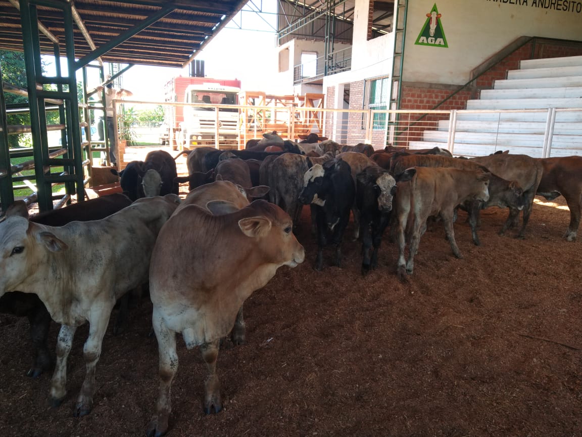 Detuvieron un camión de hacienda ilegal y mandaron a los animales a faena sanitaria