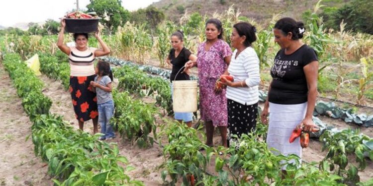 Impulsan un proyecto de ley para la protección integral a las mujeres rurales