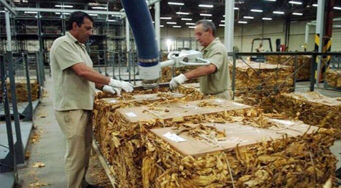 Alliance One International aceptó el 50% de aumento del precio del tabaco fijado