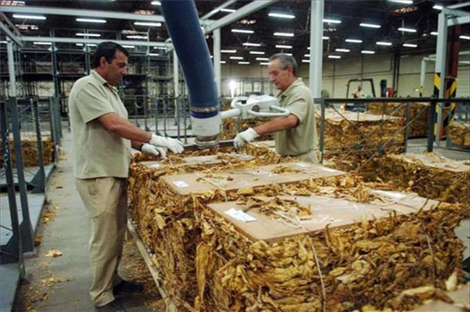 Alliance One International aceptó el 50% de aumento del precio del tabaco fijado