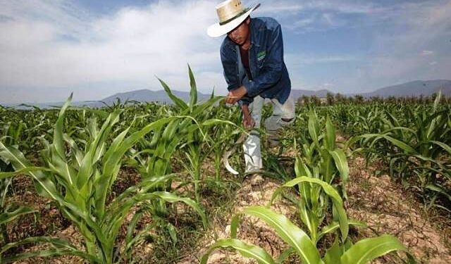 Desafíos complejos para las producciones regionales