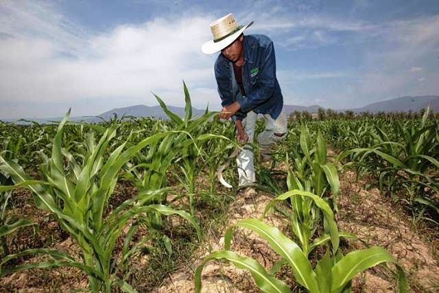 Desafíos complejos para las producciones regionales