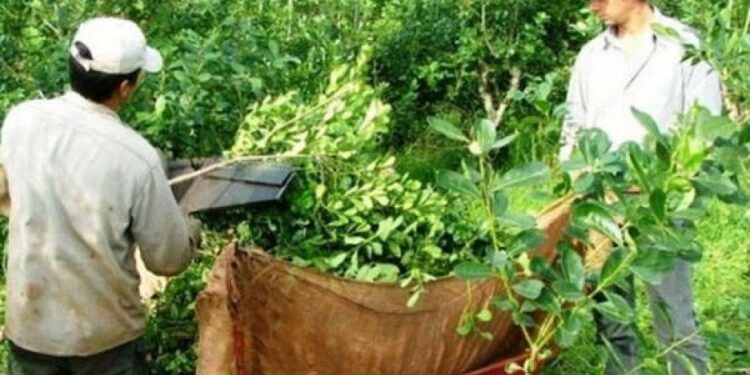 Comenzó la cosecha y comercialización de yerba mate sin el laudo de Nación