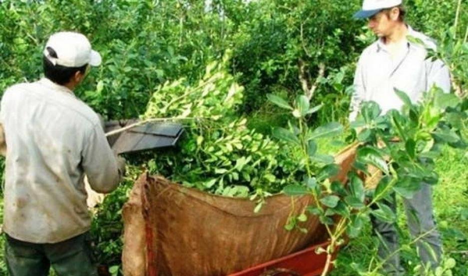 Comenzó la cosecha y comercialización de yerba mate sin el laudo de Nación
