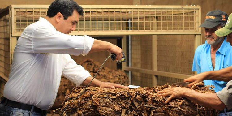 Informe sobre el acopio de tabaco al 31 de marzo