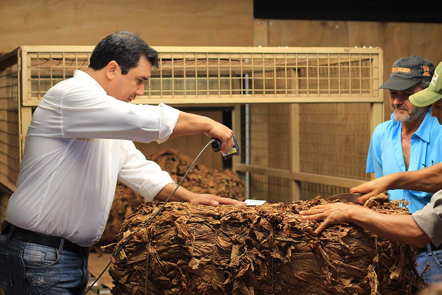 Informe sobre el acopio de tabaco al 31 de marzo