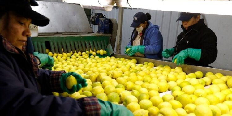 Tecnología para el limón: Unos tucumanos crearon un sistema para la gestión y trazabilidad de la fruta fresca.