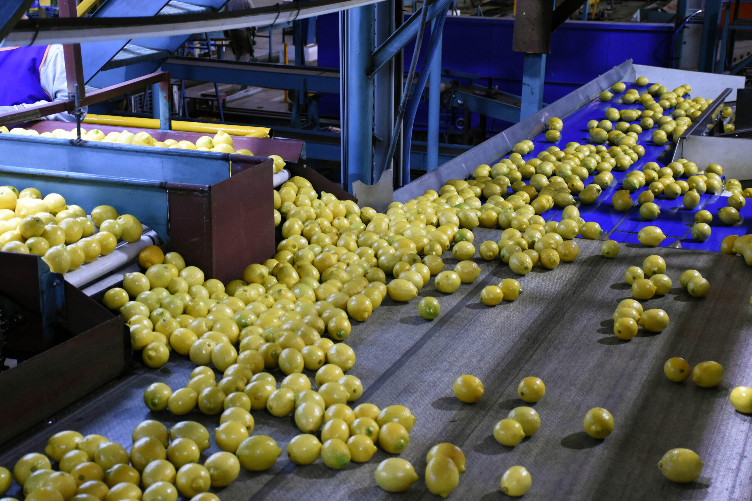 Ledesma pretende exportar a Estados Unidos el triple de volumen de fruta fresca