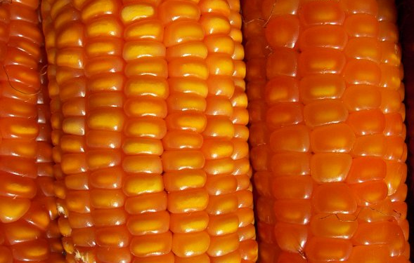 Destacan las propiedades nutricionales del maíz Flint para el consumo humano