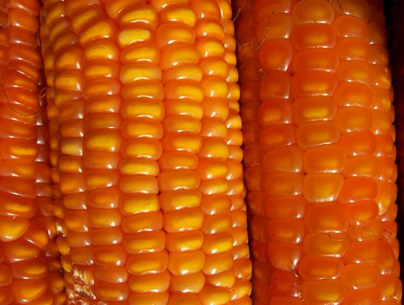 Destacan las propiedades nutricionales del maíz Flint para el consumo humano