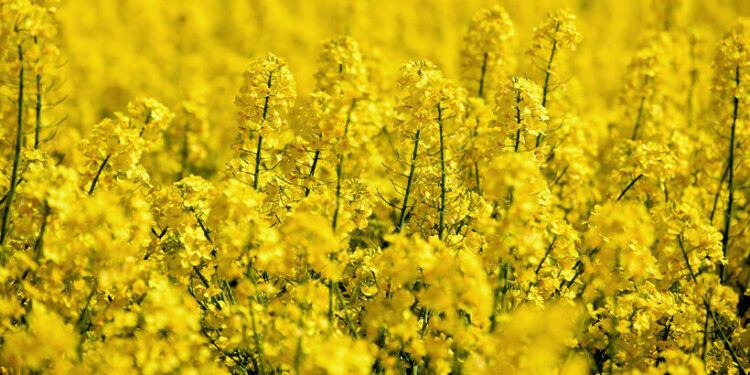 Brassica carinata: La prometedora opción para sembrar en el invierno