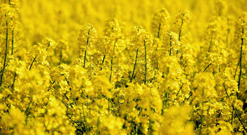 Brassica carinata: La prometedora opción para sembrar en el invierno