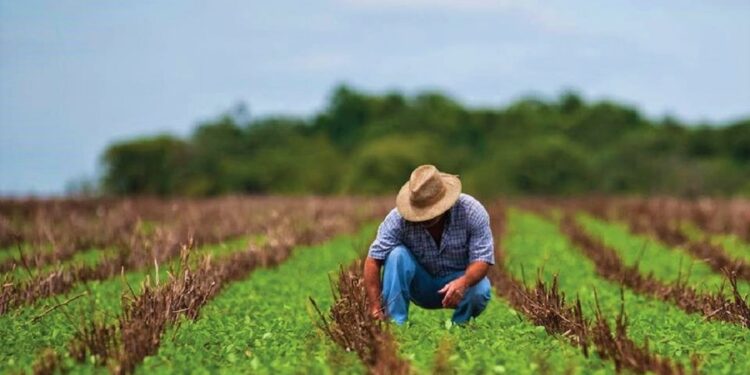 Nueva línea de créditos para agricultores