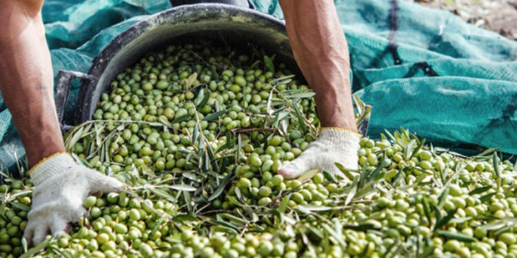 Finalizó la cosecha de aceitunas de mesa con números que rondan entre 10 y 12 millones de kilogramos.