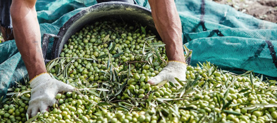 Finalizó la cosecha de aceitunas de mesa con números que rondan entre 10 y 12 millones de kilogramos.