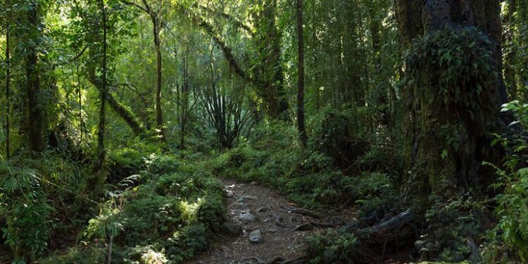 El presidente anunció un nuevo proyecto de ley para la protección de bosques