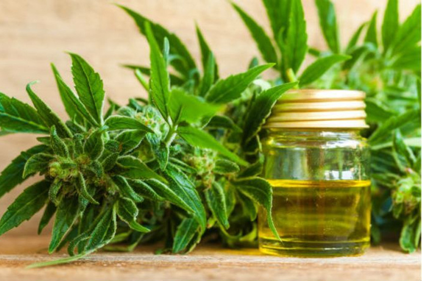 Fuerte inversión para el cannabis medicinal en Jujuy