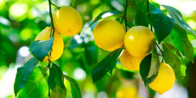 A pesar del mal tiempo, estiman una buena campaña para el citrus