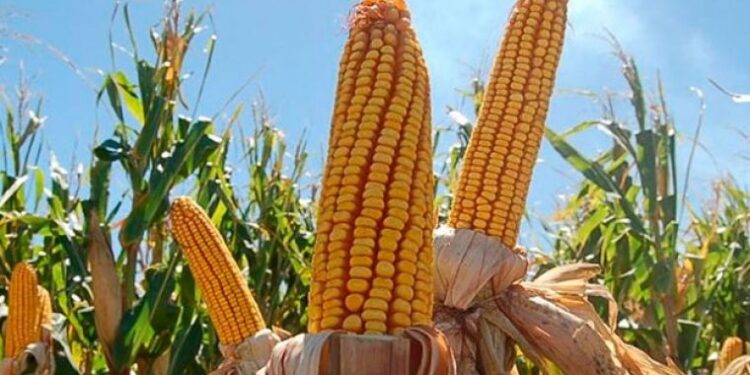 En Tucumán: el productor padece los elevados costos de producción, la dolarización de los insumos, y presión impositiva que ejerce el Estado.