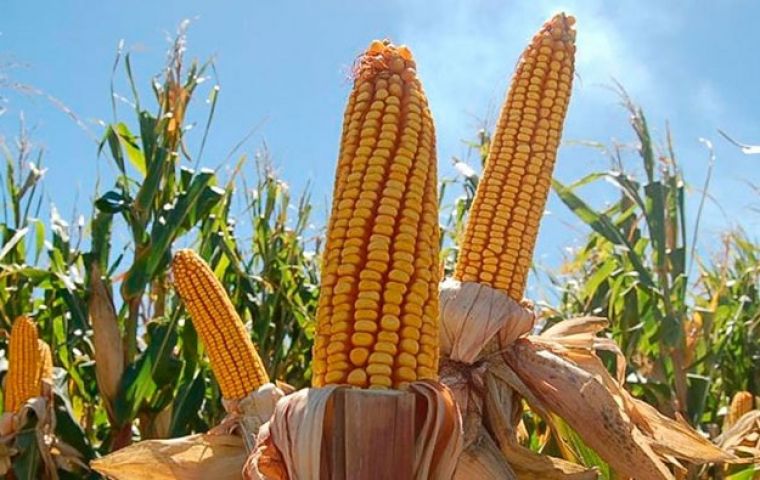 En Tucumán: el productor padece los elevados costos de producción, la dolarización de los insumos, y presión impositiva que ejerce el Estado.