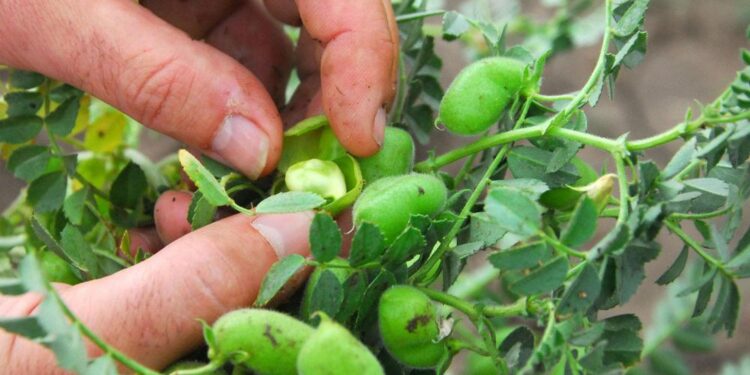 Cultivos invernales: Tips para el garbanzo