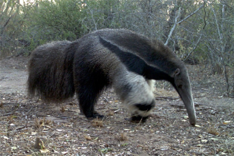 Alerta en el Gran Chaco por la pérdida de biodiversidad