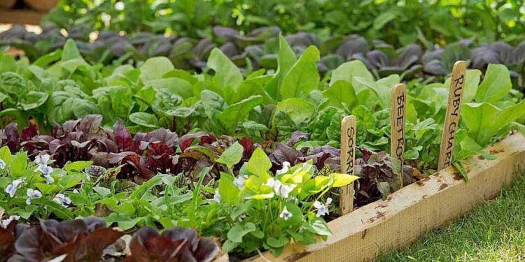 INTA brindó consejos para la siembra y manejo de hortalizas de invierno en la huerta