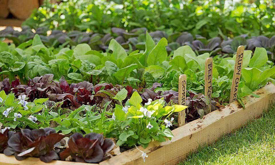 INTA brindó consejos para la siembra y manejo de hortalizas de invierno en la huerta