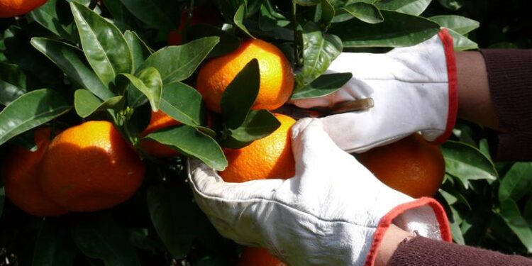 Reapertura de mercados: Nuevamente los limones argentinos partirán a la UE