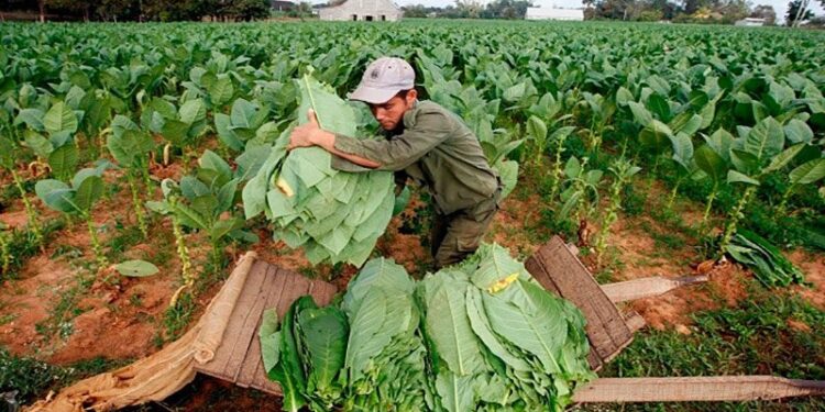 Atención tabacaleros: mañana continúa el pago por la caja verde