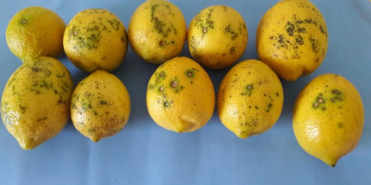 Mancha negra del citrus, una enfermedad difícil de diagnosticar y que causa grandes pérdidas por calidad