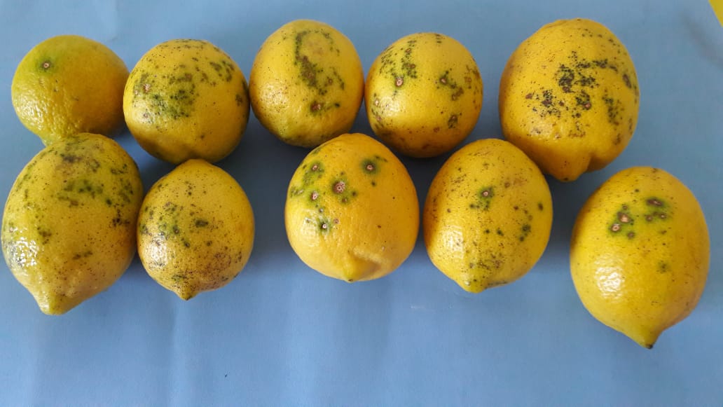 Mancha negra del citrus, una enfermedad difícil de diagnosticar y que causa grandes pérdidas por calidad