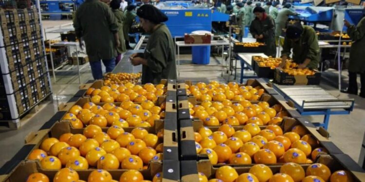 Productores del citrus tucumanos recibirán una extensión al vencimiento de impuestos