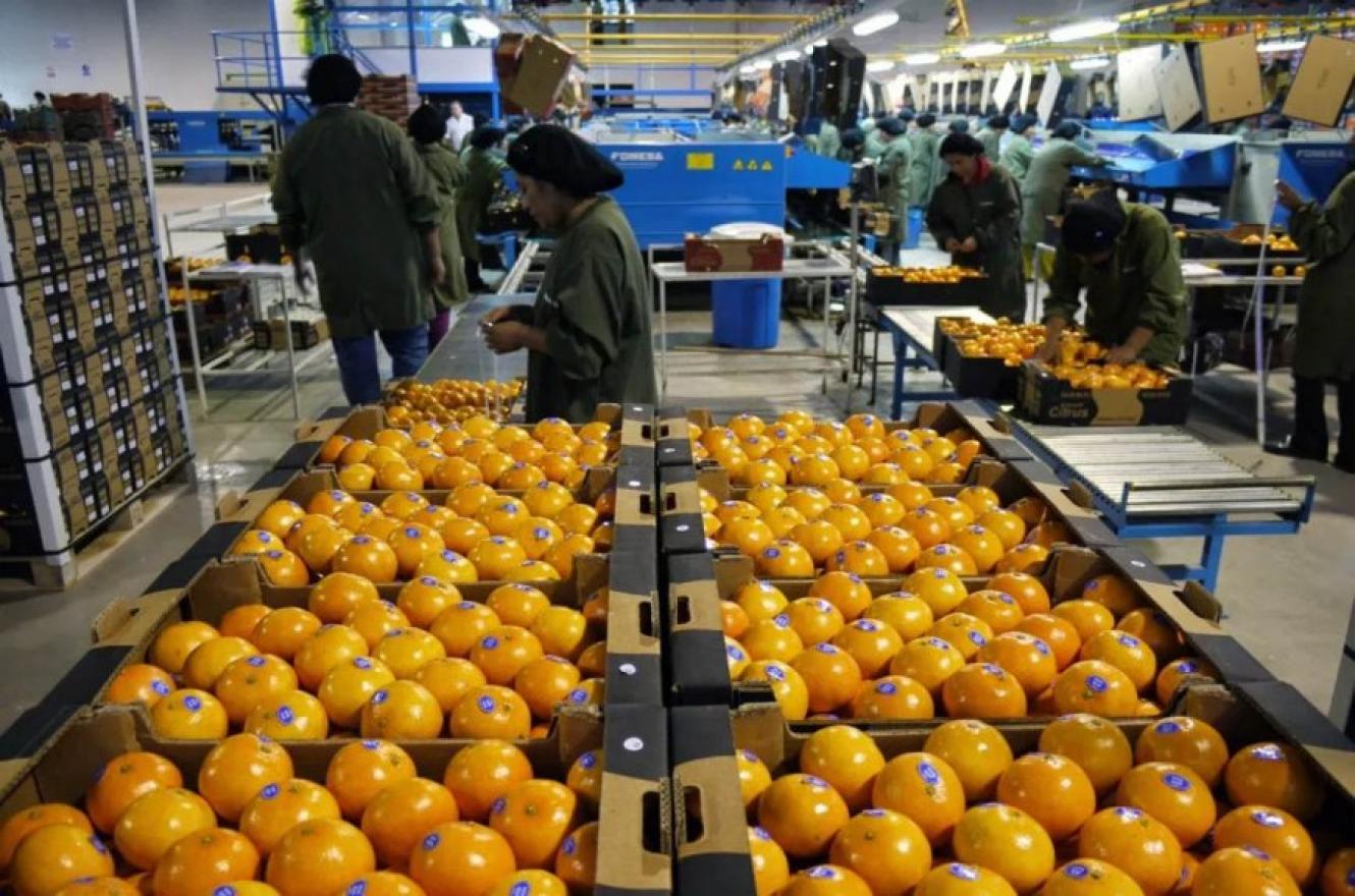 Productores del citrus tucumanos recibirán una extensión al vencimiento de impuestos