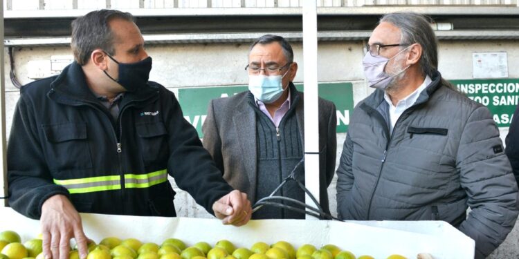 Agricultura y el Senasa certificaron el primer cargamento de limones tucumanos que se exportará a Holanda