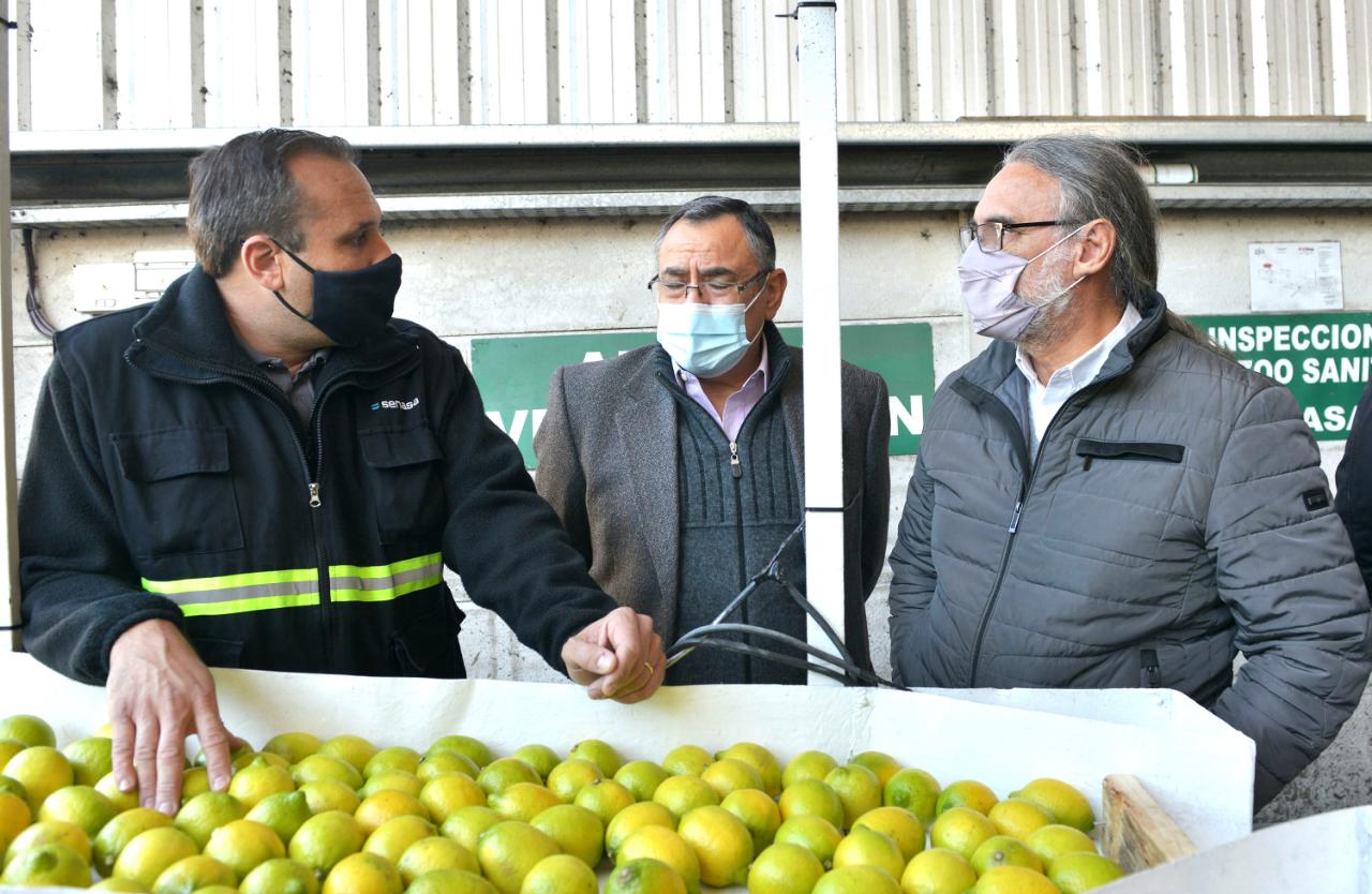 Agricultura y el Senasa certificaron el primer cargamento de limones tucumanos que se exportará a Holanda
